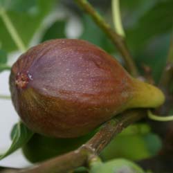 Fig tree 'Goutte d'or'